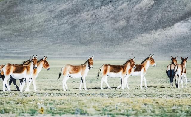 想象|不必远赴澳大利亚就能拥有的粉红湖、空中草原,西藏之西比想象中更惊艳!