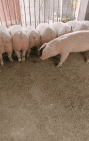 GIF|搞笑GIF:这家店藏这么深