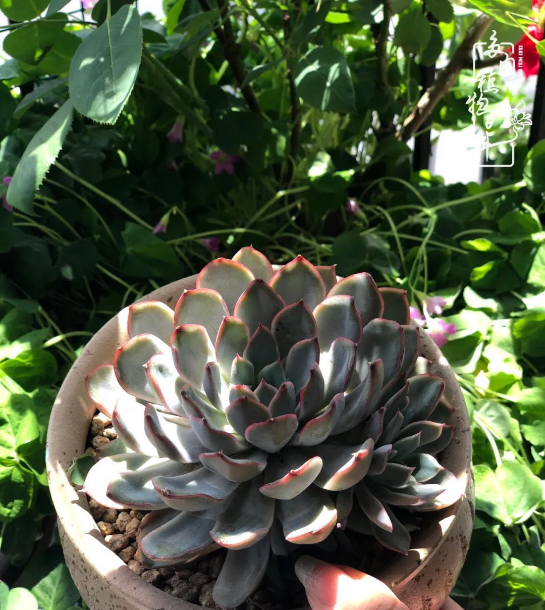  遇上|遇上多肉，遇上美好，情不知所起，一往而深！