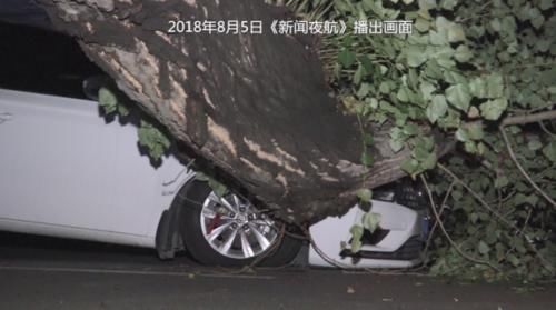  郭平宇|一场疾风暴雨，大树倾倒，树下货车被砸了！