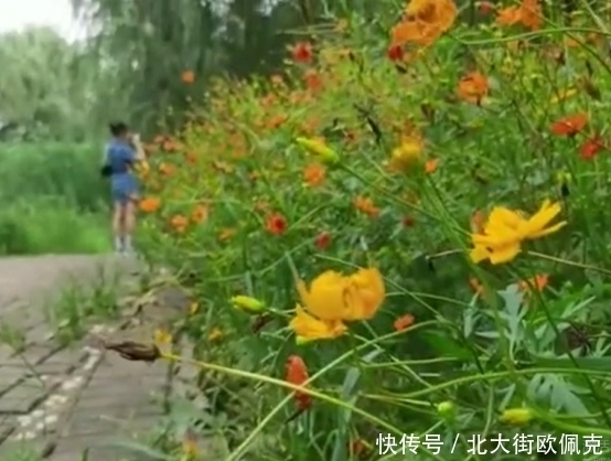 长廊|8旬老人义务种出500米花海长廊，种花原因曝光后，这也太真实了吧