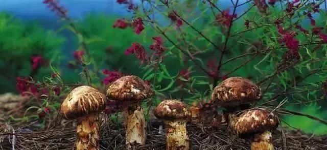 特产|大凉山特产，你知道几个？