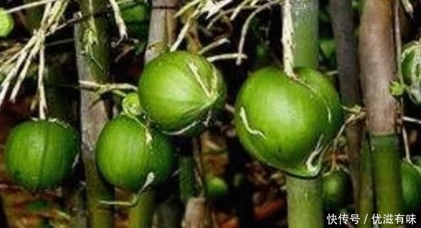 竹子开花结|男子发现自家竹子结果, 摘了一个品尝后,高兴了