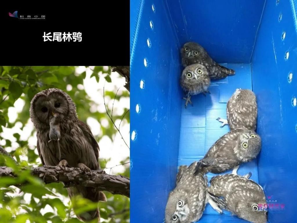  人生|研究灰脸鵟鹰那两年，是我人生中感到最热的两个夏天