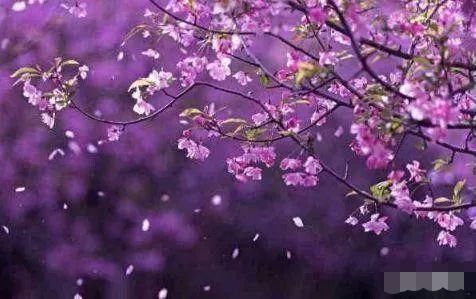  下个月|心理测试：选一朵海棠花，测你下个月会交什么好运呢？