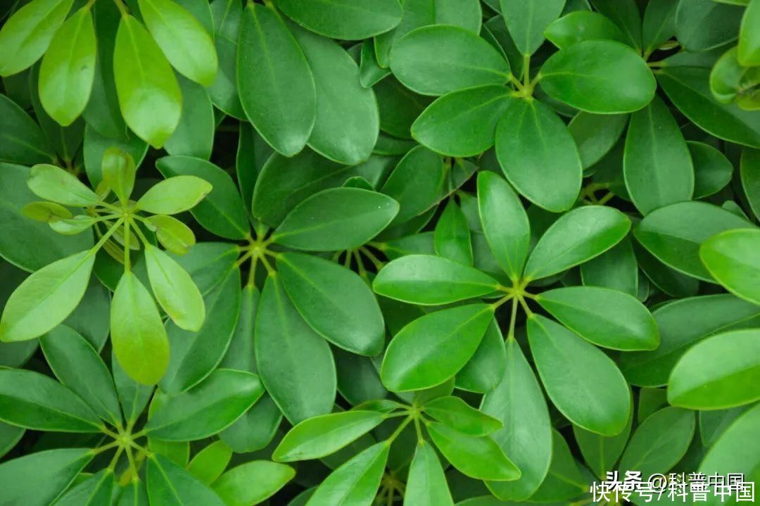 看绿色真能保护视力吗(看绿色真能保护视力吗？)