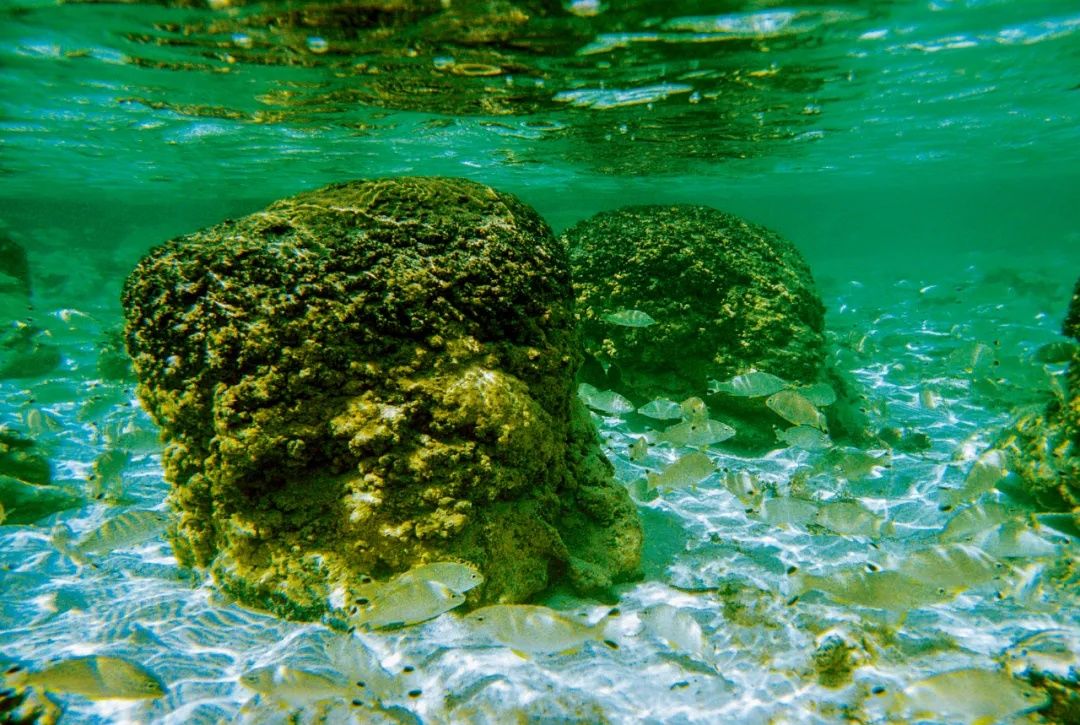  微生物|叠层石：地球上最古老的生物化石，居然还有活的