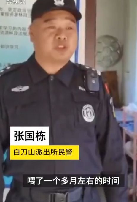  受伤|受伤赤狐执勤点蹭饭1个月胖一圈，每晚6点准时来，民警：都不怕人了