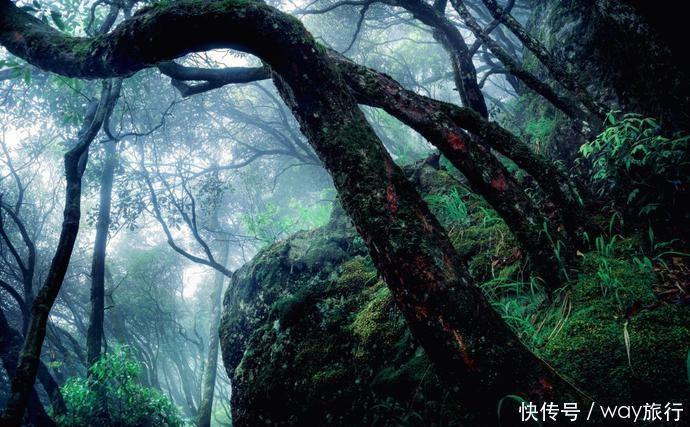 森林|高温席卷的初夏,不如去这些堪比童话仙境的小众森林里乘个凉!