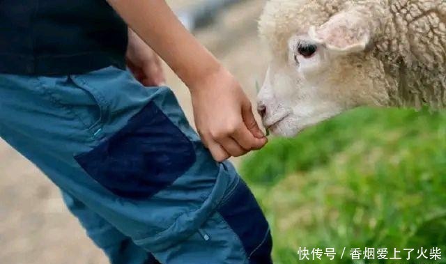 亲密|刘若英大方晒儿子照片,五岁儿子身高遗传爸爸,与羊群亲密接触