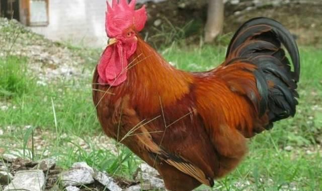  实话|俗话“男怕属鸡，女怕属羊”是什么意思？农村老人告诉大实话