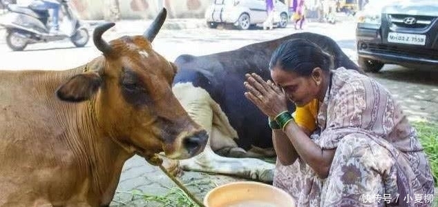 牛肉|印度信奉“牛”不吃牛肉,最后牛都去往何处?不看的话一定不知道