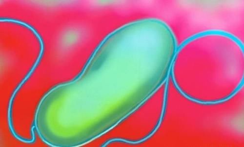 胃病|消化科主任:1种养胃水,连喝30天,清幽门螺杆菌,胃病一扫而光