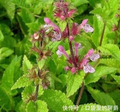 生于|草石蚕,别名螺丝菜,生于水边、湿地、田边,地下茎形似螺丝