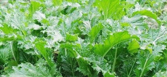  想要|女性想要身体好常吃3种食物，排毒清肠，美容养颜，营养又瘦身