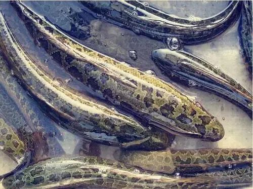 判刑|5人被判刑！永嘉法院发布4起危害食品安全犯罪典型案例