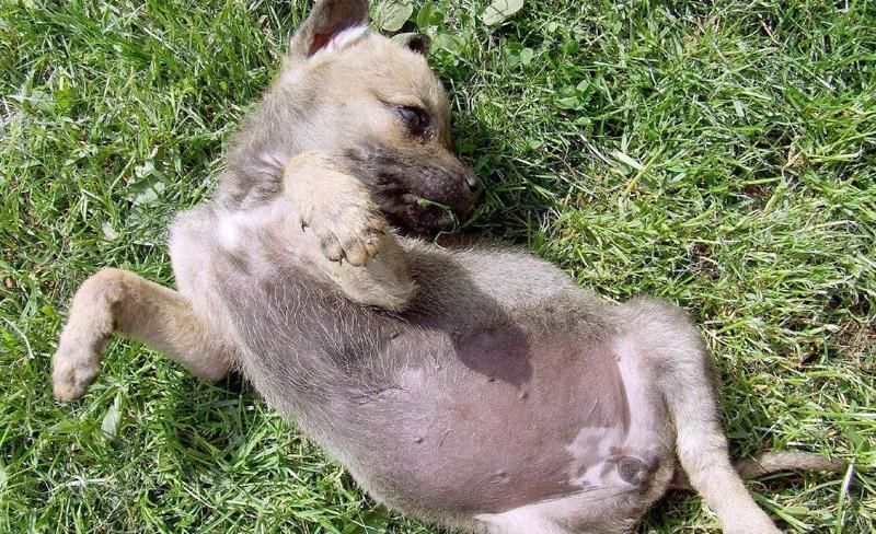  肚子上|不是自己家的狗, 这4个地方不要动, 否者它会急眼