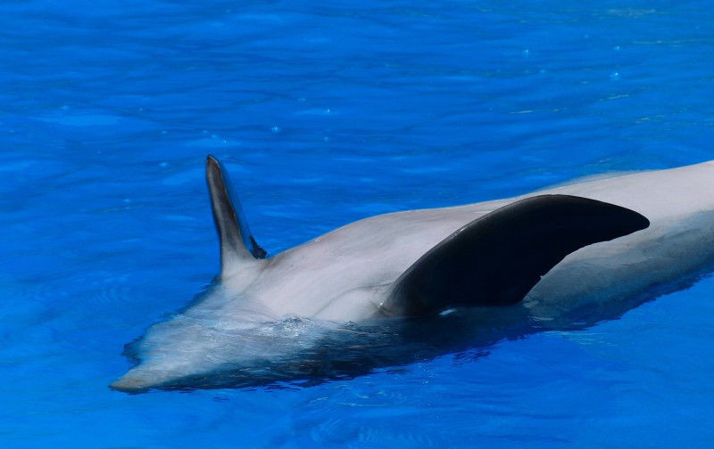  迎来|8月中旬，缘分天降，桃花满地，迎来幸福爱情的四大生肖！