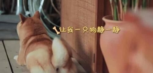 治愈|《向往的生活》第四季治愈来袭,“每一天,都要好好过”