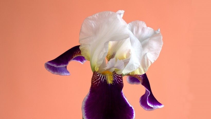 一帆风顺|下半年事业一帆风顺，还将如愿收获爱情果实的4大星座