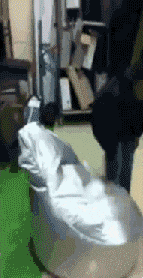 搞笑|搞笑GIF:可怜的泰迪,好像很容易成为大狗的目标