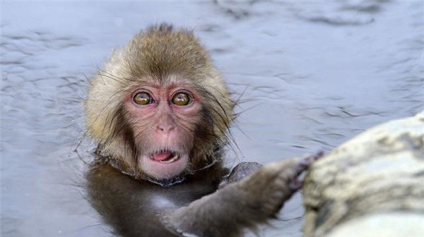  来临|不久后，属猴人必有“两喜”来临，转运在此一回！属猴人快接稳了