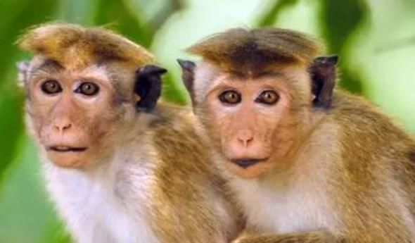 生肖|家中若有以下4大生肖，运气旺喜事多，财神进家门数钱到手软！