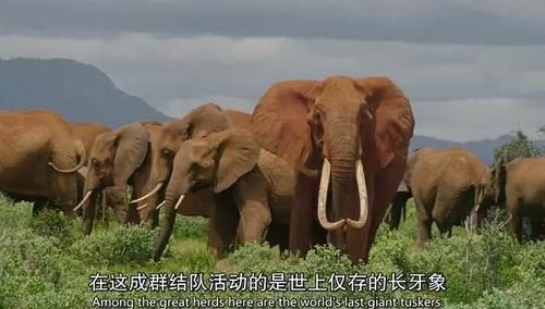  女王|为了躲避猎杀和寻找水源，女王带着族群，开启了逃亡之旅