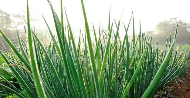  蔬菜|露地蔬菜生产的田间管理技术，你了解多少，不妨看看