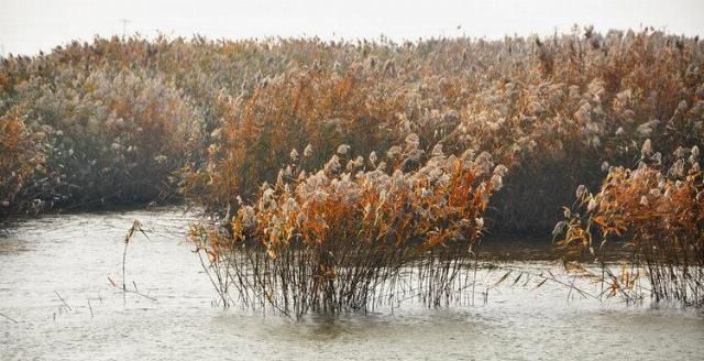  造纸|世界最大芦苇荡在中国，面积长度超百公里，可造纸可观赏