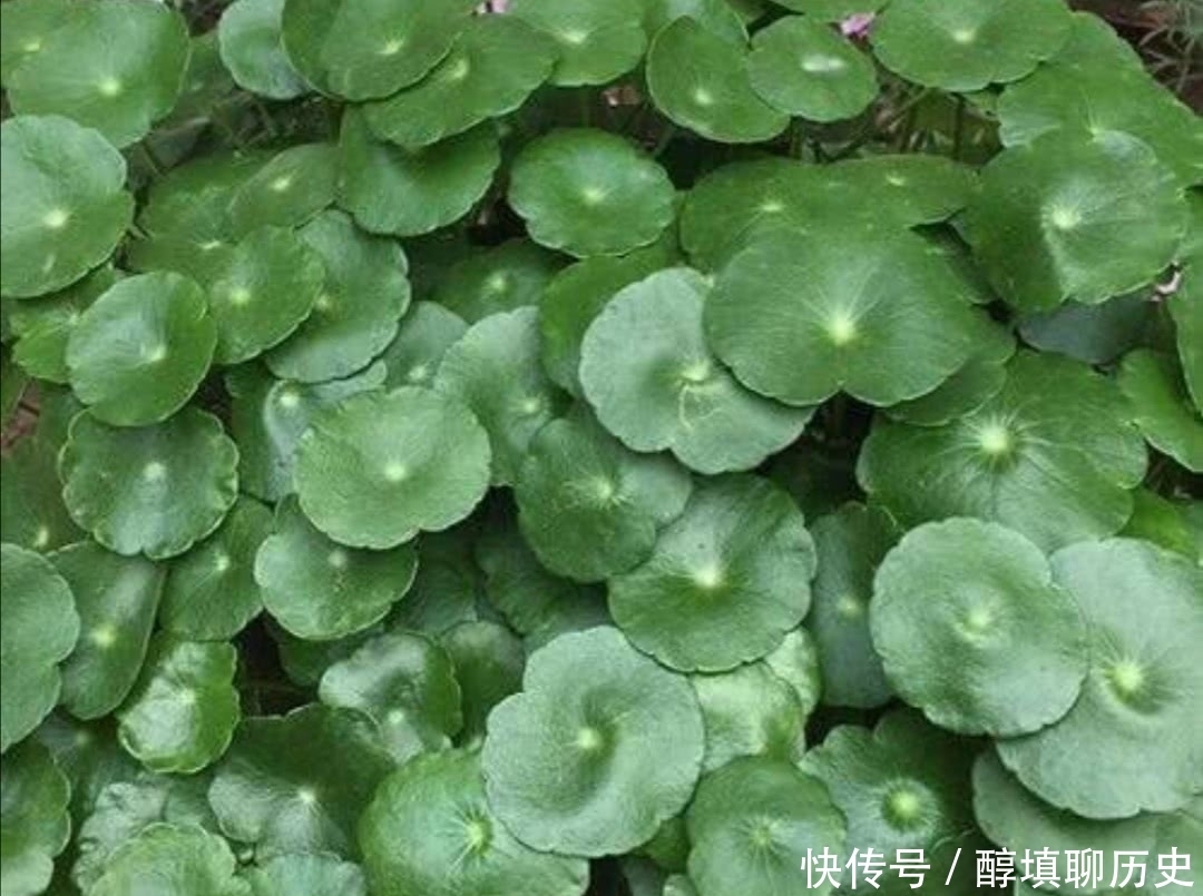 养铜钱草,给它常浇2种肥水,叶子浓绿肥厚