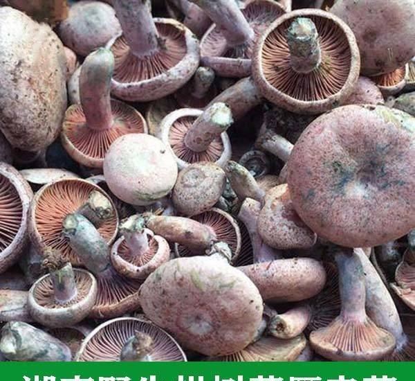 枞菇|农村秋季美食正当时，错过又要等一年！吃货的福利来了