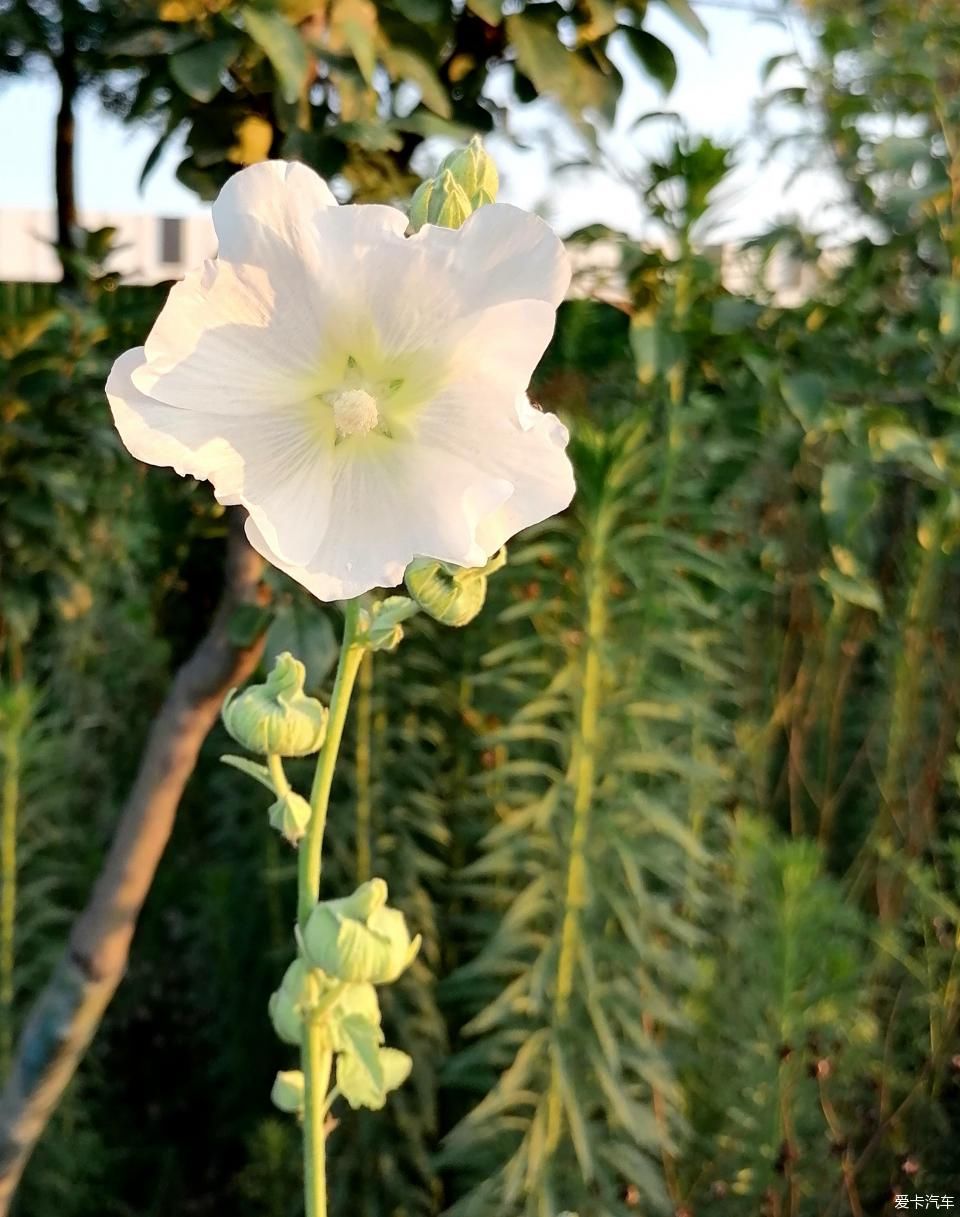 蜀葵|盛夏赏蜀葵，观花心情爽！
