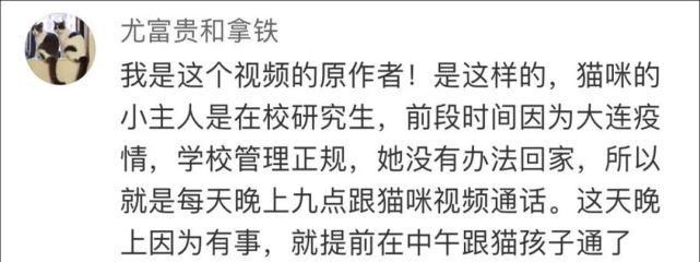 电话|这只猫通宵等主人电话,只为在摄像头里见一面,无数网友泪崩…