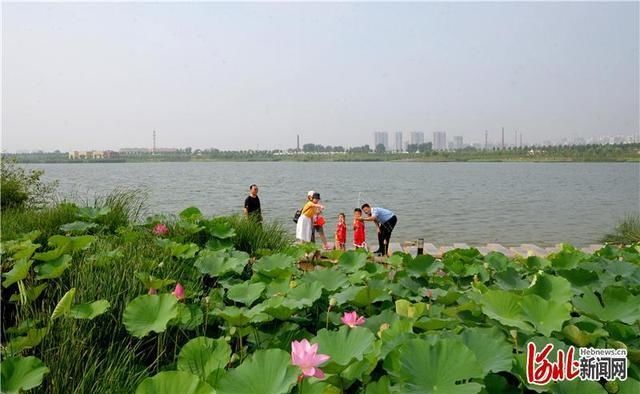  邯郸|河北邯郸：荒沙滩变身生态园