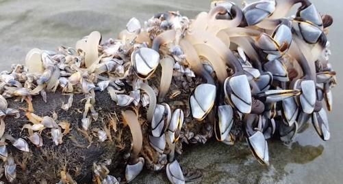 世界|世界“最贵的海鲜”价值达上万元,渔民却不想去打捞