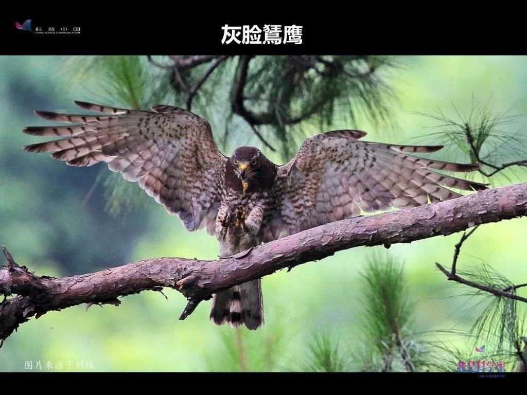  人生|研究灰脸鵟鹰那两年，是我人生中感到最热的两个夏天