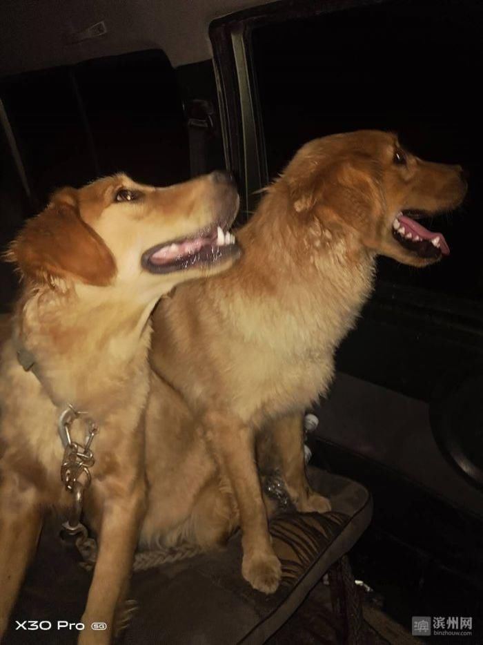  救援队|阳信应急救援队搜救犬出动 玉米地找回91岁走失老人