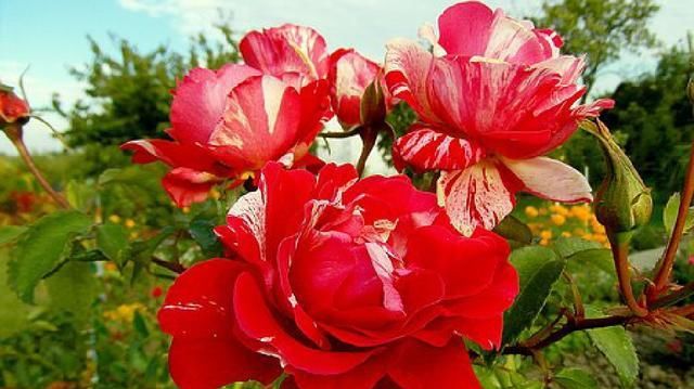 短语|值得品读的人生感悟短语，句句引人深思，值得品读