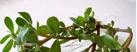 养颜|秋季养生要常吃3物,滋补肝肾,排毒养颜,促进血液循环