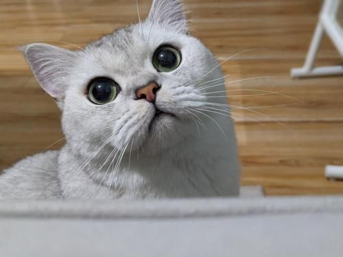 敲门砖|最便宜的 Google Pixel「敲门砖」:Pixel 4a 上手体验