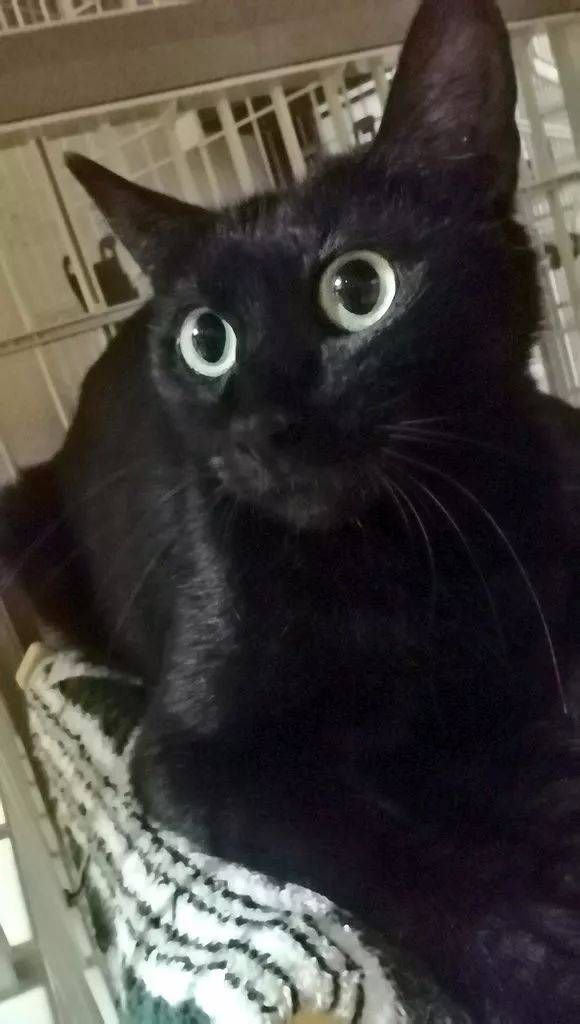  猫咪|只为开猫咪咖啡馆，女子日均开销不到15元，34岁前买下3栋楼！