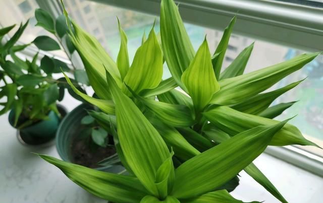  黄叶|养富贵竹，解决5个问题，富贵竹不烂根不黄叶，油绿茂盛节节高