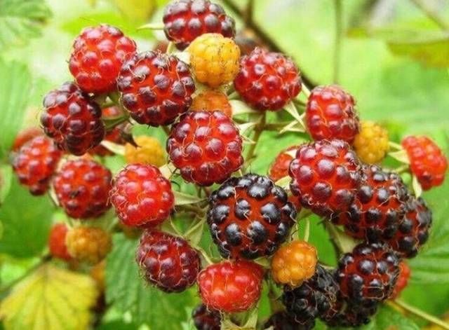  斗鸡|就问你晓得仁寿“斗鸡公”不？