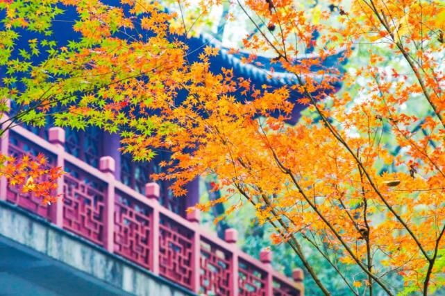  七夕|一秒“穿越”，栖霞山的七夕写满了浪漫