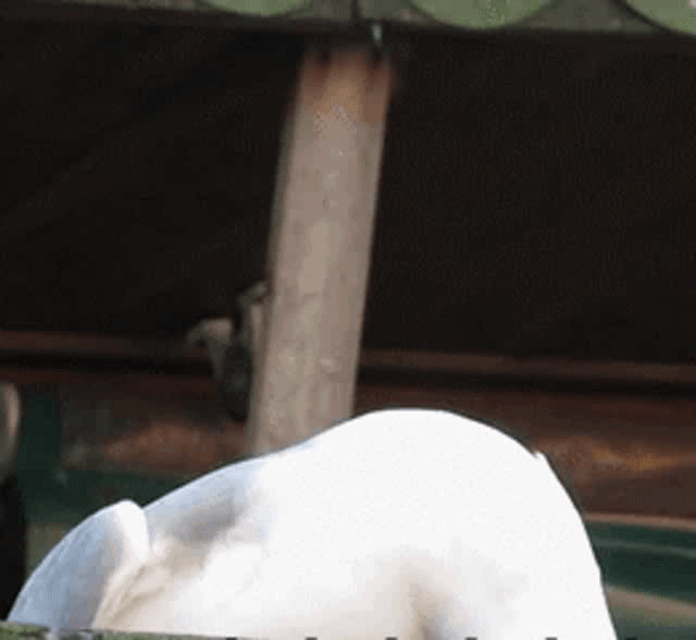 郊游|200901 一次郊游被猫头发现三个代餐 不愧是万物皆可代的王一博