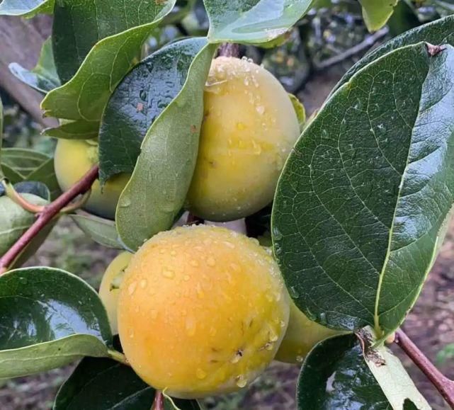 苹果|自带“冰糖心”的云南脆柿,爽似苹果,香甜不带涩