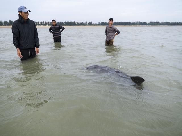 搁浅|钦州暖心救助一搁浅海豚 获救后多次回游