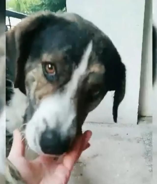  山区|越野选手山区不慎跌断骨，流浪狗一个举动救了他一命