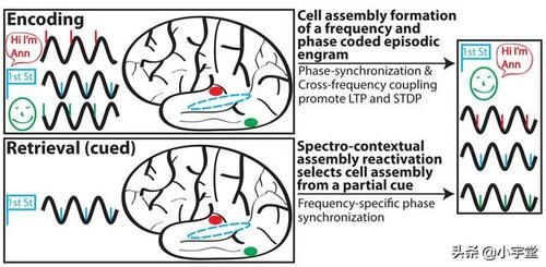 自由回忆|大脑是如何提取记忆的?